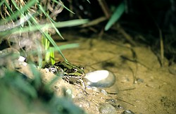 Teichfrosch